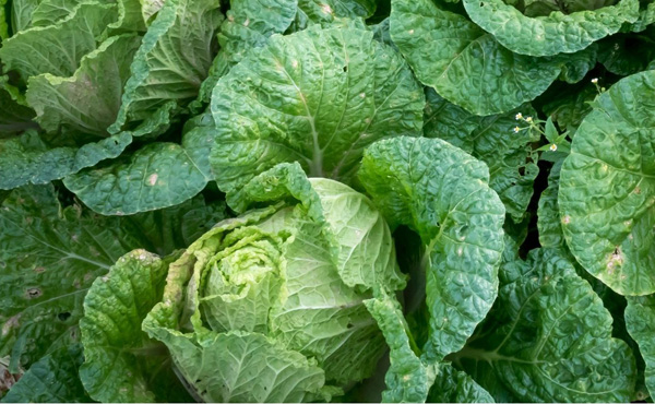 <span>無農薬 白菜</span>奇跡と言っていい無農薬栽培の貴重品は芯までしっかりと甘さが主張しています