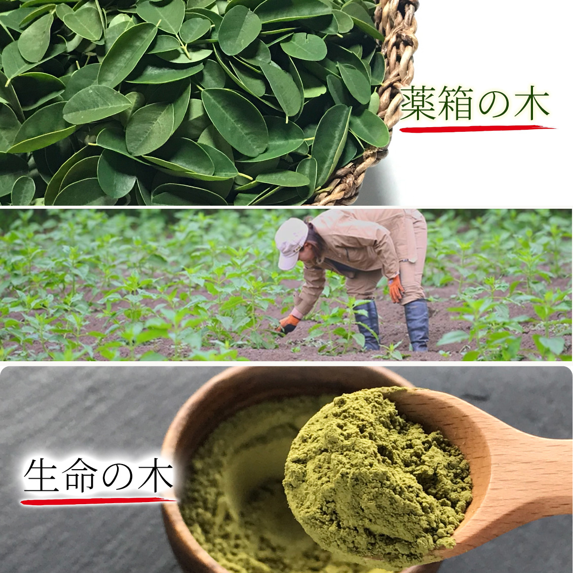 copain オーガニック モリンガ・スーパーパウダー