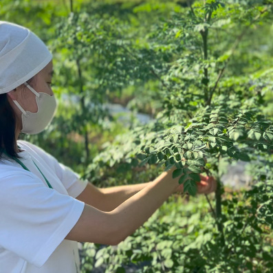 copain オーガニック モリンガ・スーパーパウダー