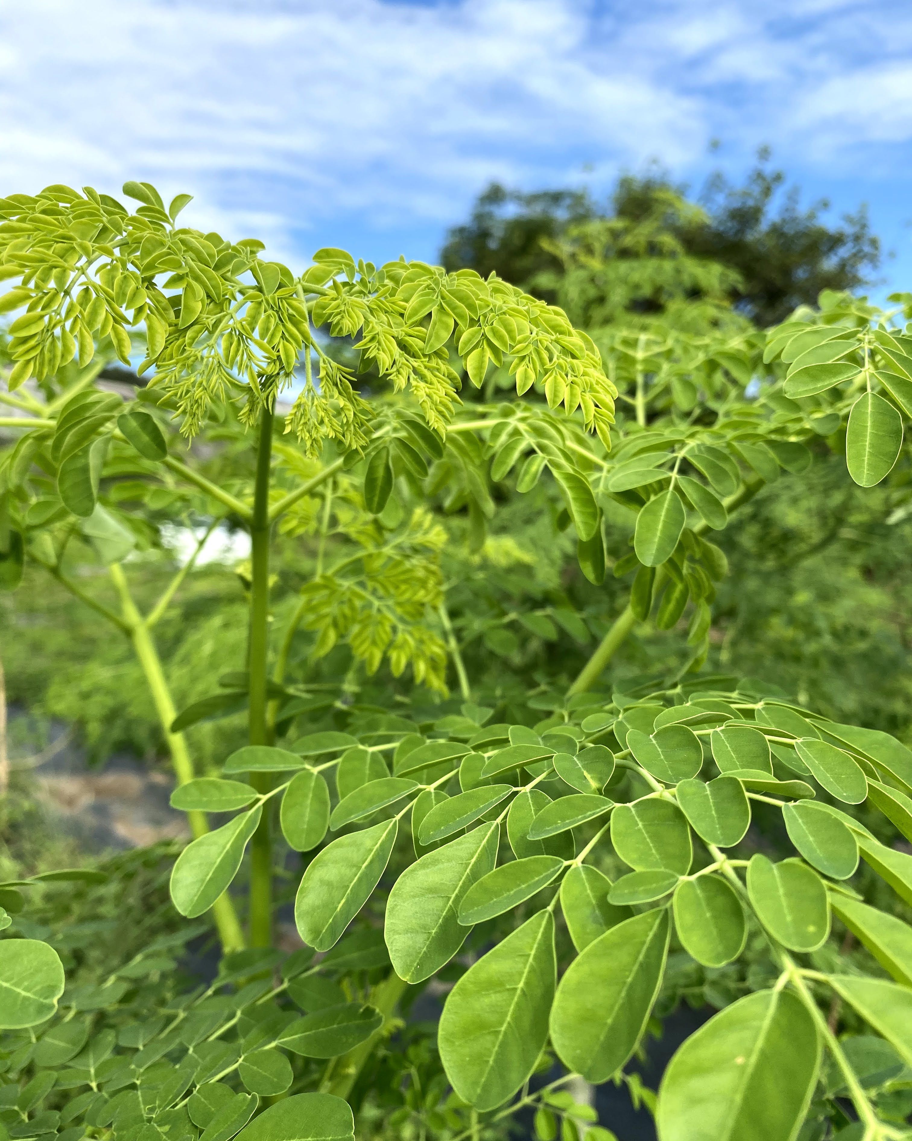 自然栽培の風景