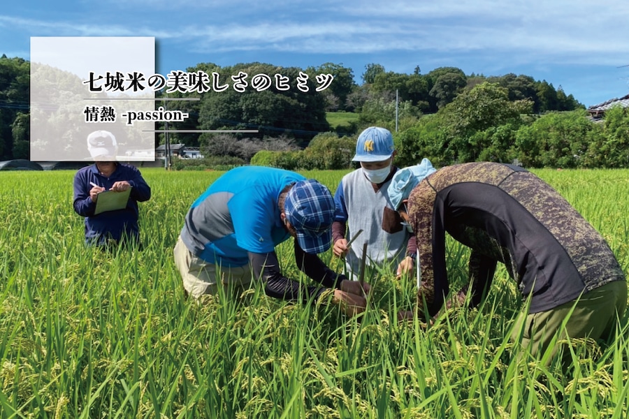 ななつぼしのお米・無農薬栽培七城ヒノヒカリ