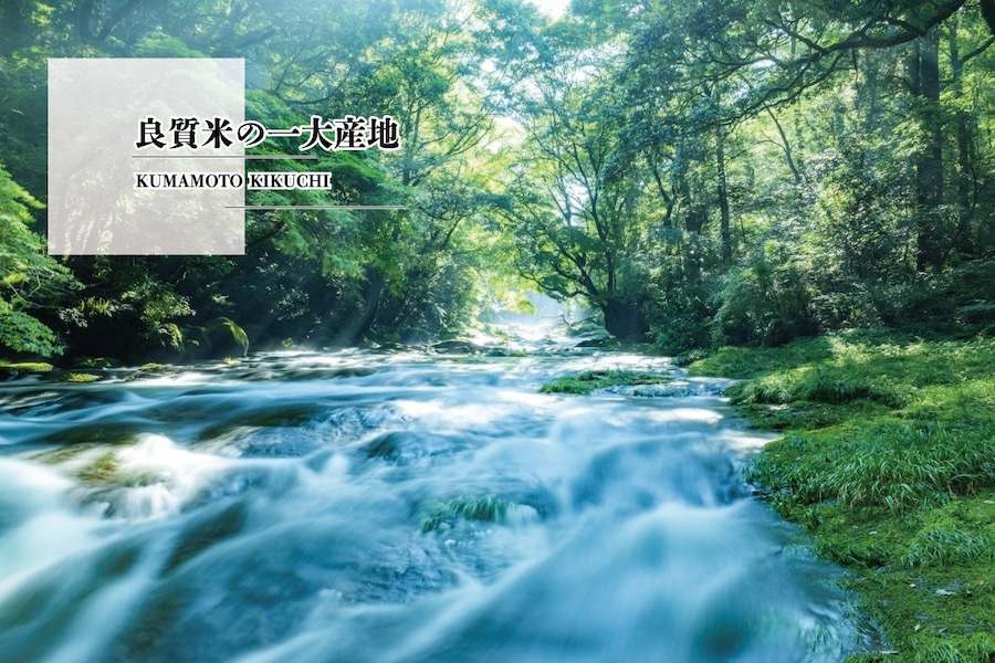 ななつぼしのお米・無農薬栽培七城ヒノヒカリ