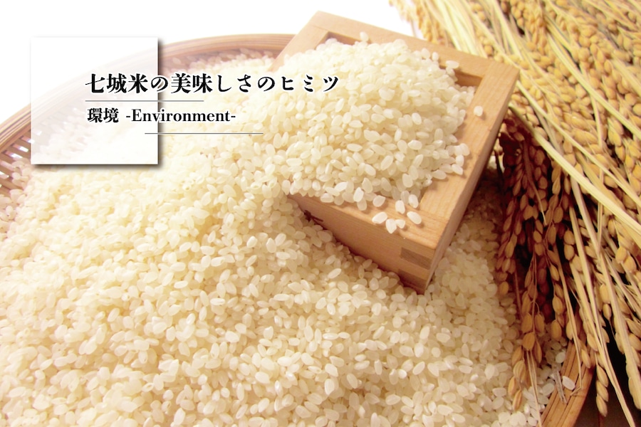 ななつぼしのお米・無農薬栽培七城ヒノヒカリ