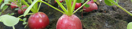 土のめぐみ 元気野菜お試しセット