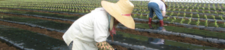 野菜イメージ