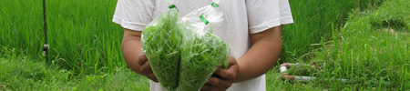 野菜イメージ