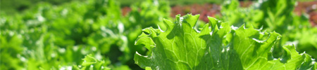 野菜イメージ